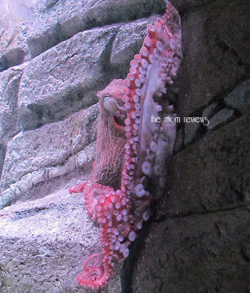 giant pacific octopus, New Exhibit at the Monterey Bay Aquarium #Tentacles #Monterey #MontereyBayAquarium Cephalopods