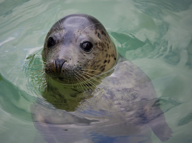 Family Holiday Bucket List, Cornwall England, The Lizard Peninsula