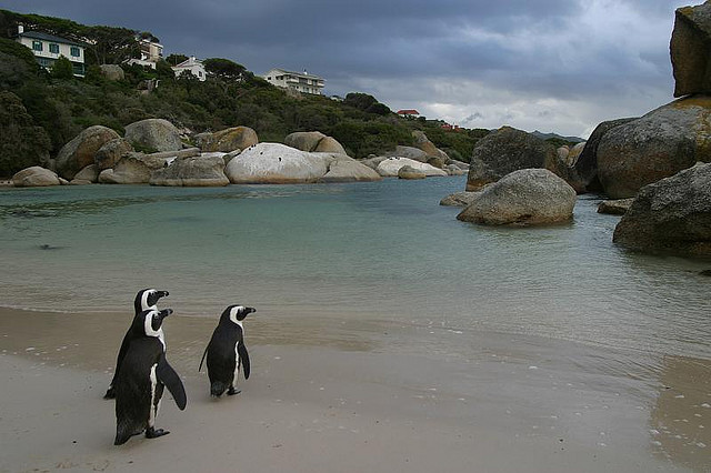 Family Holiday Bucket List, Boulders Beach, Cape Town, South Africa