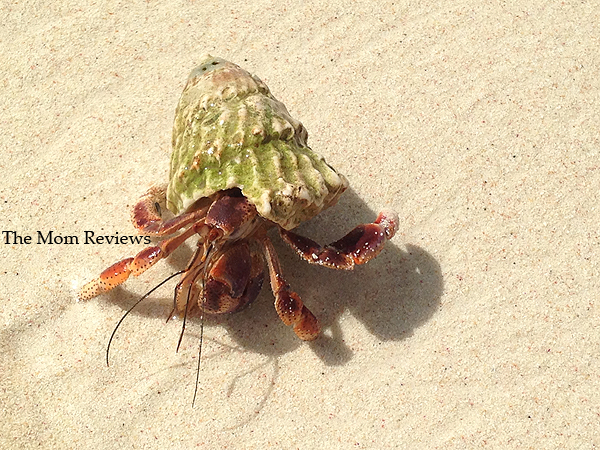 My Favorite Aruba Snapshots, Hermit Crab