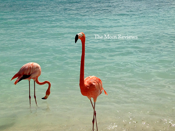 My Favorite Aruba Snapshots, Flamingos