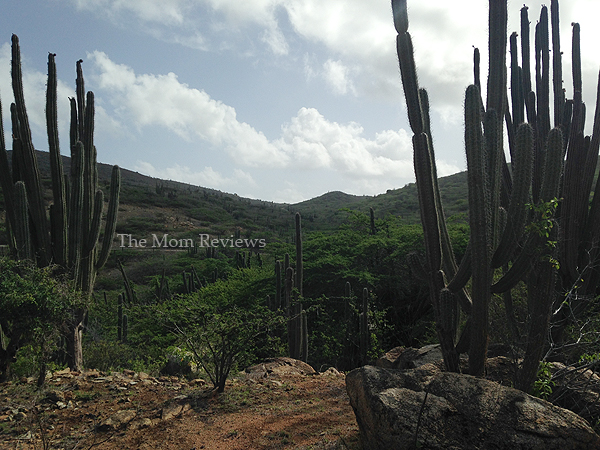 My Favorite Aruba Snapshots, Cacti at Arikok National Park