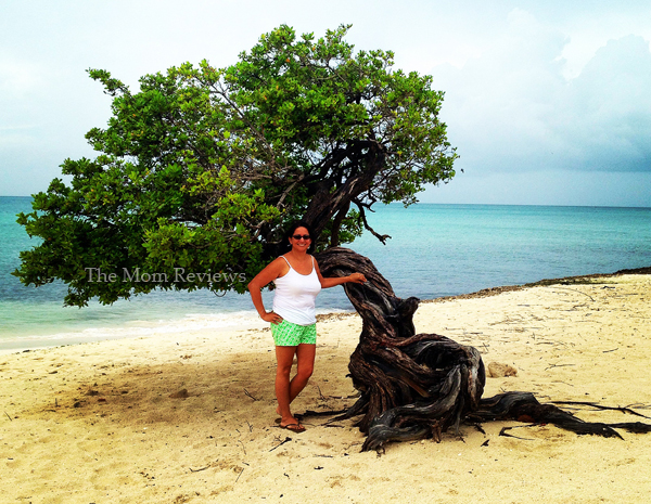 My Favorite Aruba Snapshots, Divi Divi Tree