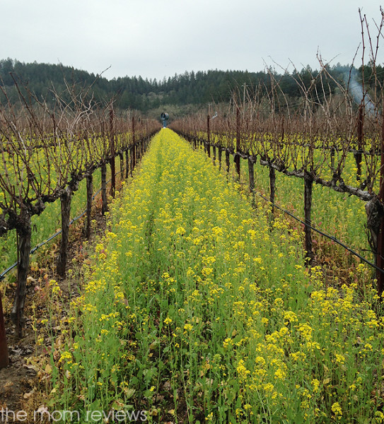 Bennett Lane Winery, Calistoga