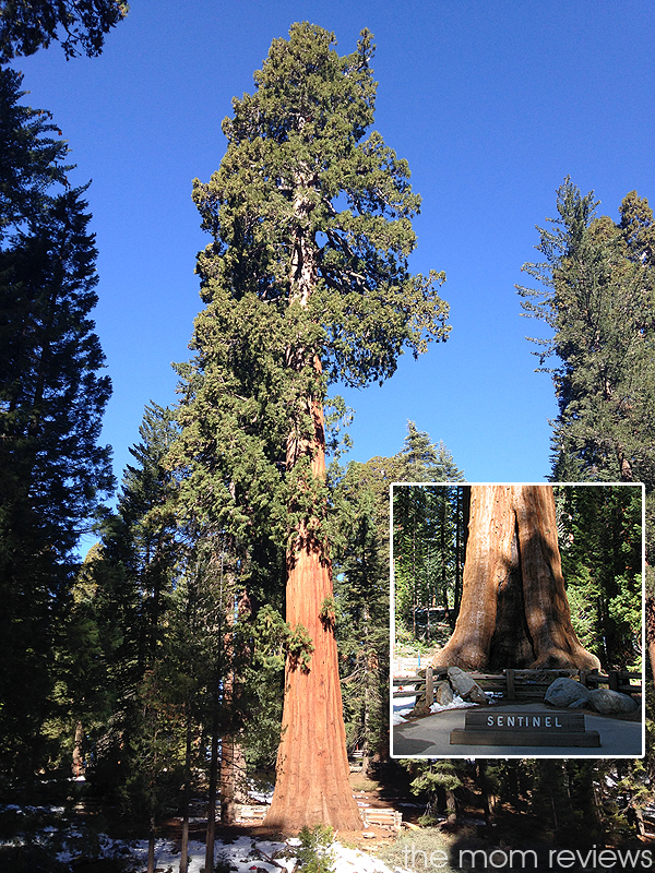 4 Must See Sights to Visit in Sequoia National Park, Sentinel Tree