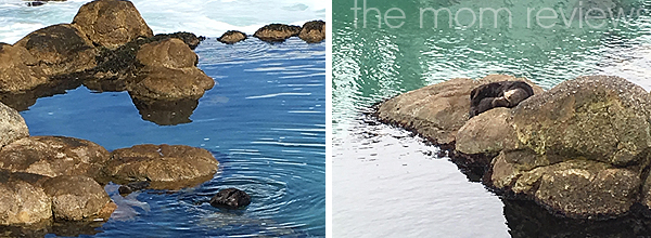 New Baby Otter at the Monterey Bay Aquarium