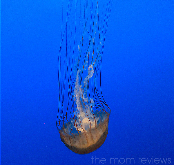 Jellyfish, Monterey Bay Aquarium