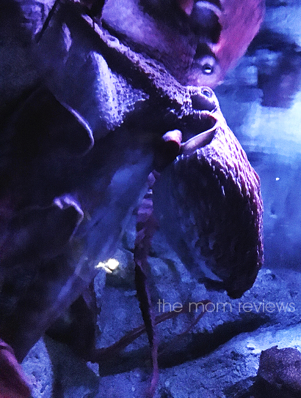 Giant Pacific Octopus