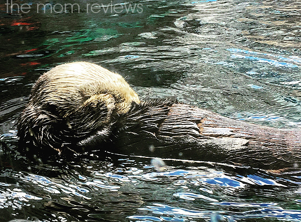 Exploring the Monterey Bay Aquarium for the Finding Dory Event