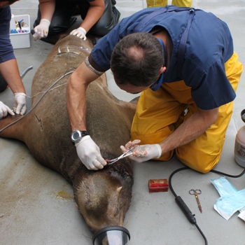 Dr. Greg Frankfurter, Koret Foundation Veterinary Intern, removes the entangled rubber band from H.C.'s neck. © Geno DeRango - The Marine Mammal Center 