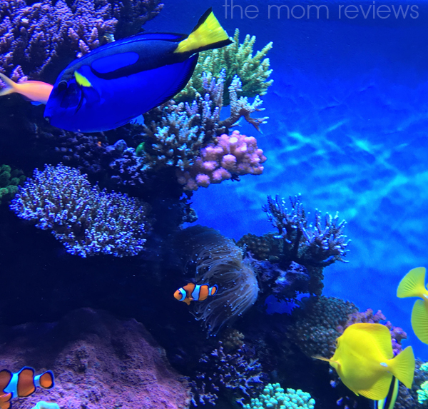6 Reasons My Recent Monterey Bay Aquarium Visit was Incredible | Jen is ...